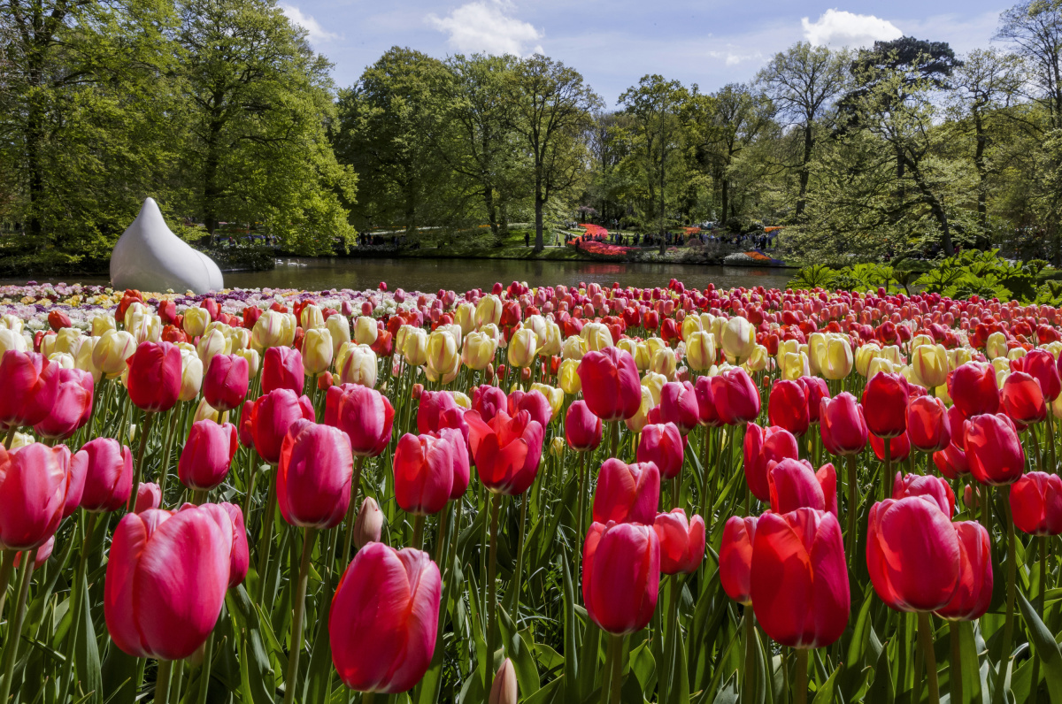 Keukenhof  – Zahrada holandských tulipánů